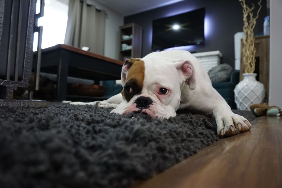 Dog resting on a freshly cleaned rug